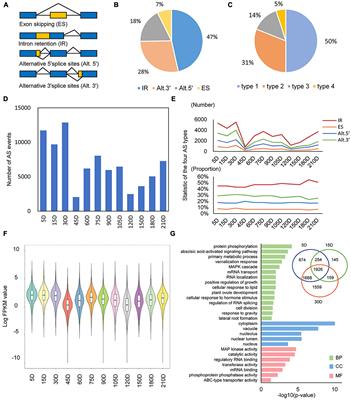 Alternative Splicing Dynamics During the Lifecycle of <mark class="highlighted">Salvia</mark> miltiorrhiza Root Revealed the Fine Tuning in Root Development and Ingredients Biosynthesis